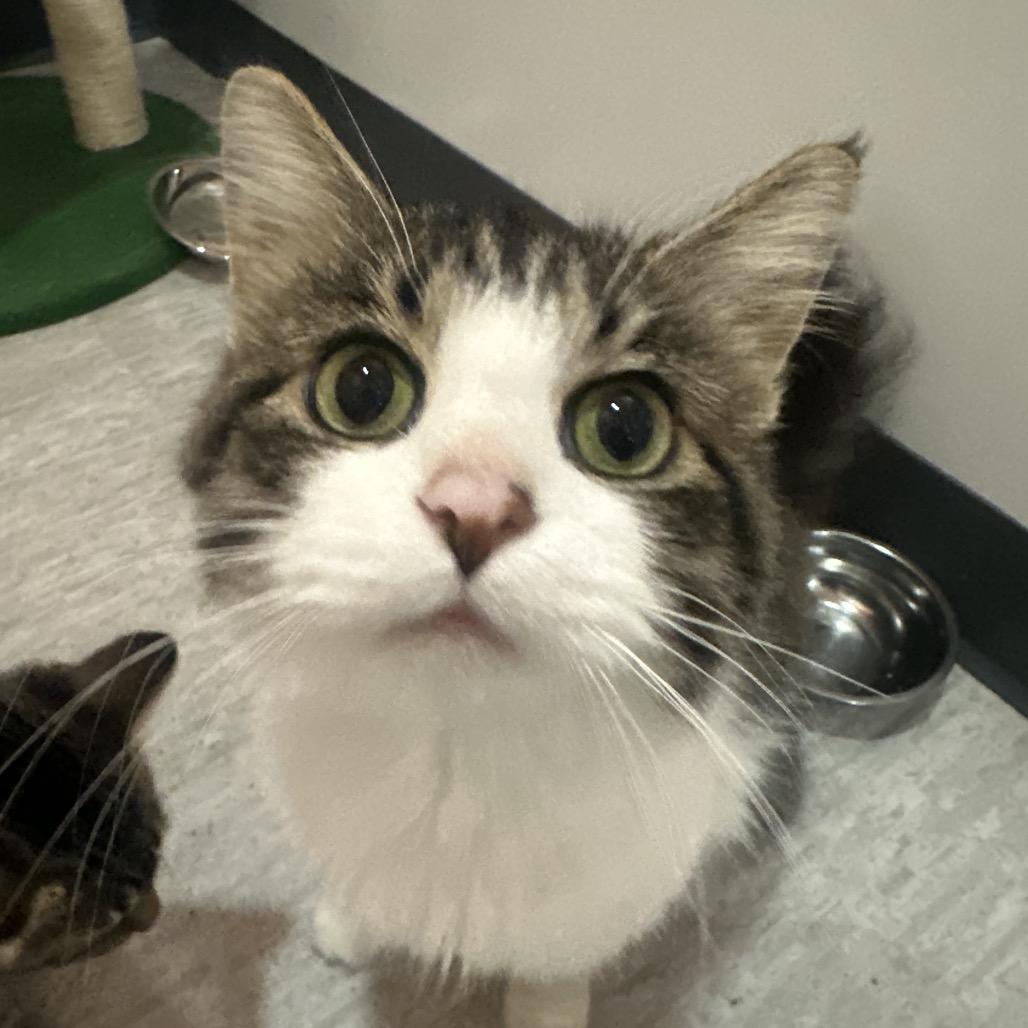 Gertie, Adoptable, Adult Female Domestic Medium Hair.