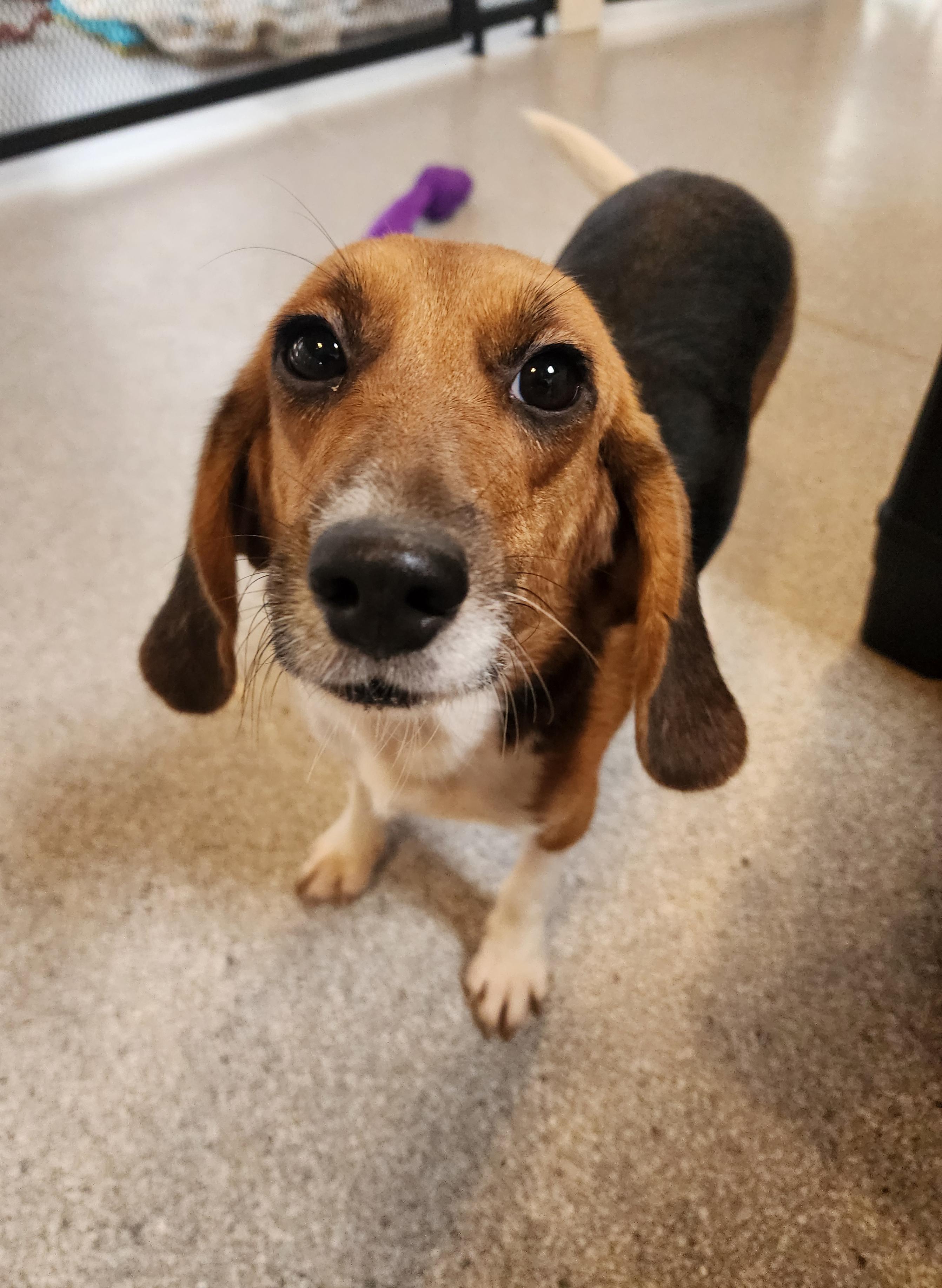 Olive, an adoptable Beagle in Hartville, WY, 82215 | Photo Image 3