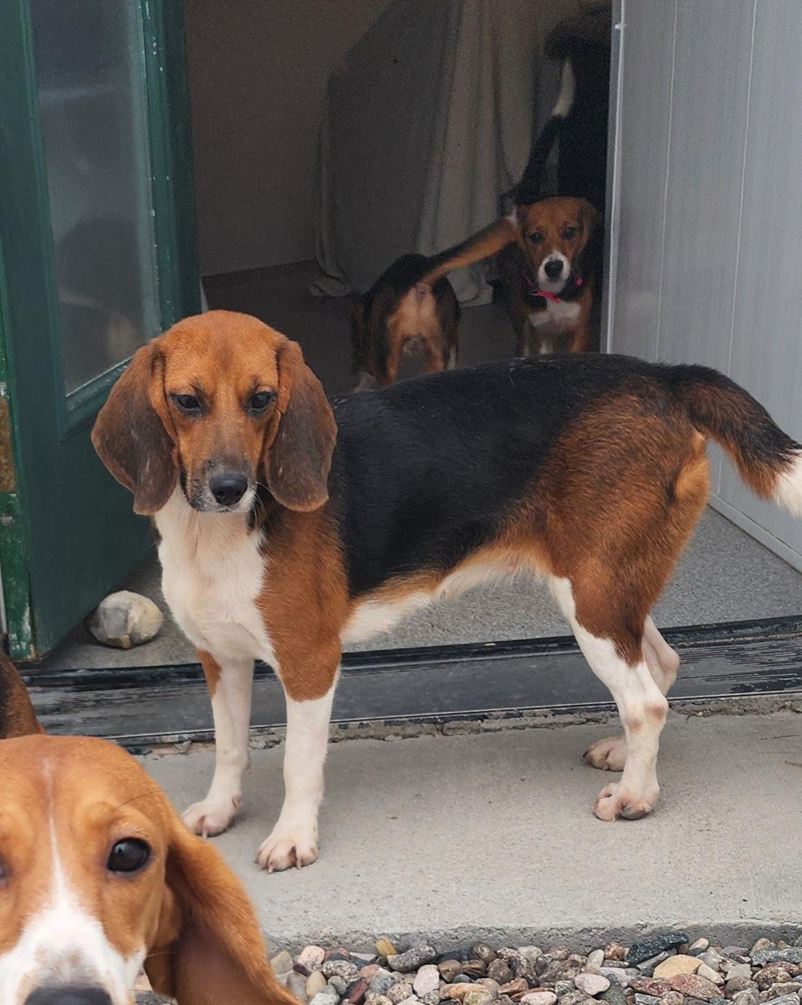 Olive, an adoptable Beagle in Hartville, WY, 82215 | Photo Image 2