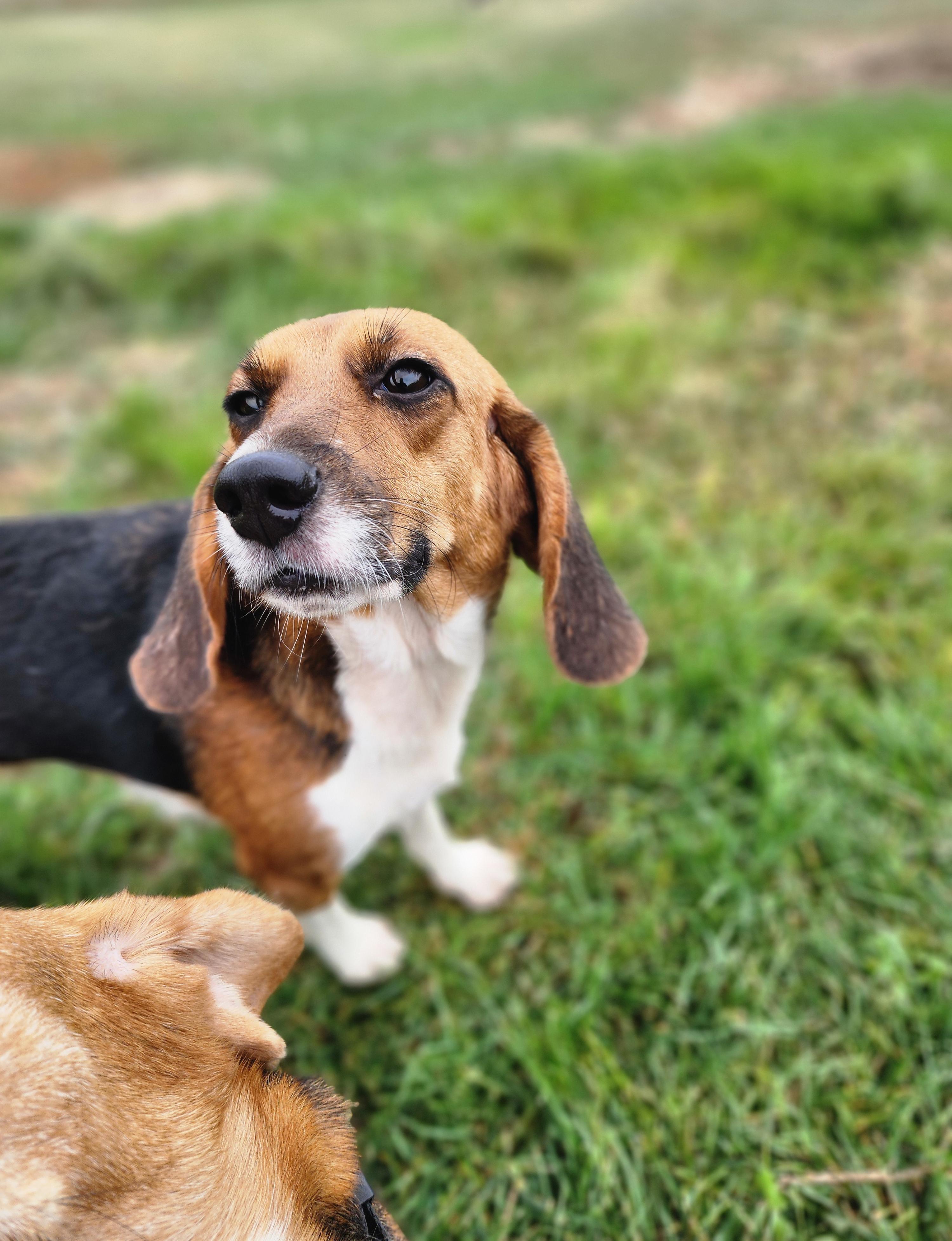 Olive, an adoptable Beagle in Hartville, WY, 82215 | Photo Image 1