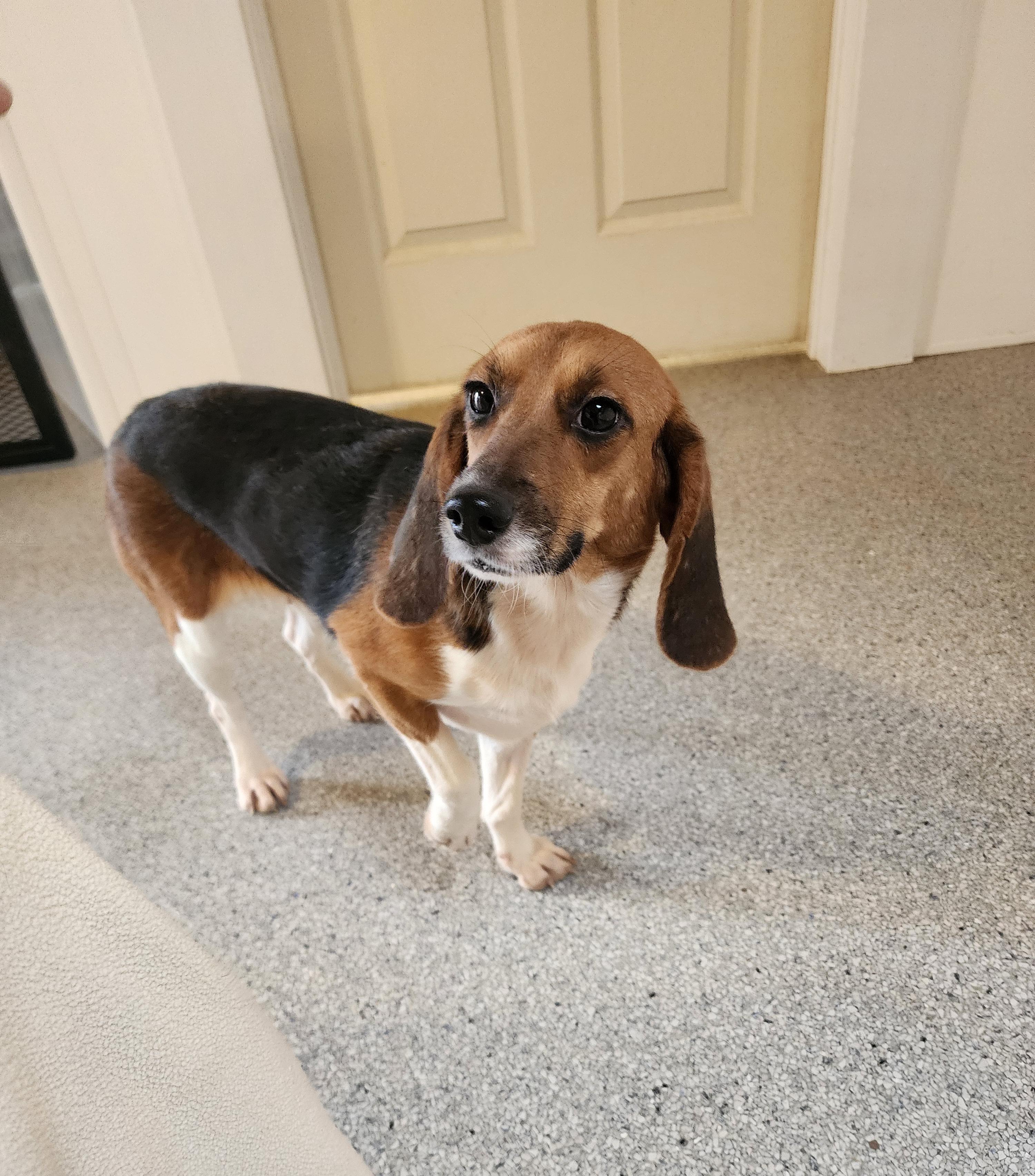 Olive, an adoptable Beagle in Hartville, WY, 82215 | Photo Image 4