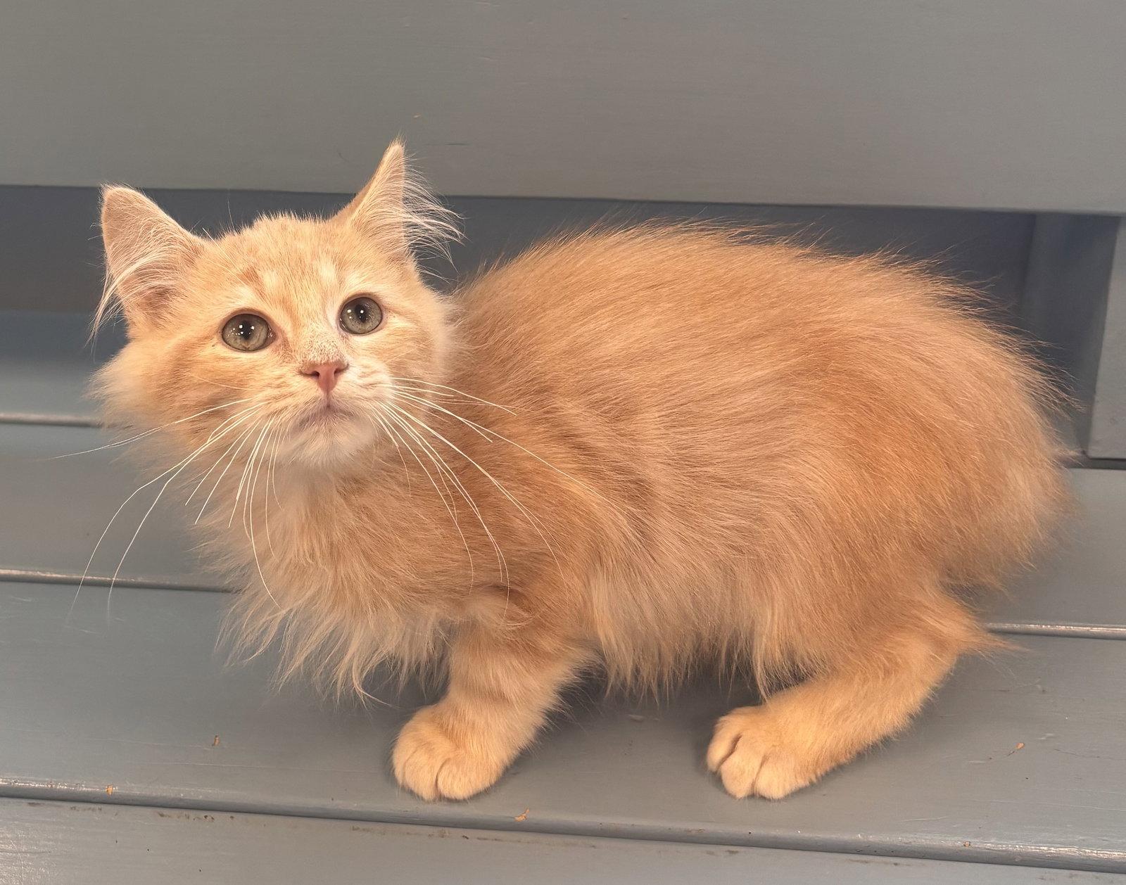 Remus, Adopted, Kitten Male Maine Coon & Domestic Medium Hair.