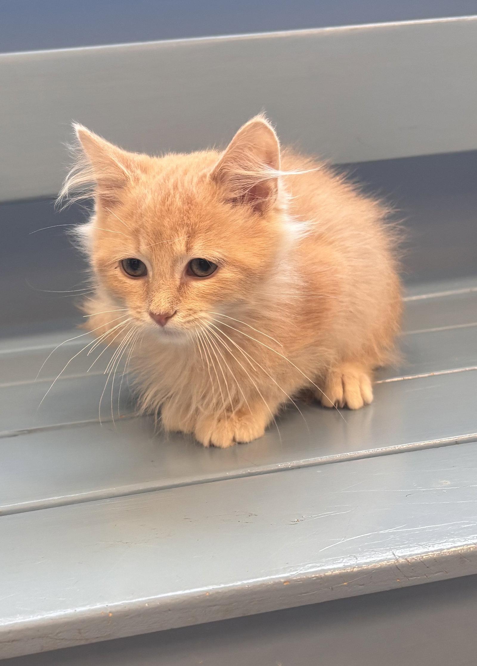 Enlarge Remus, a Adopted mixed breed in Georgetown, KY image 2/3