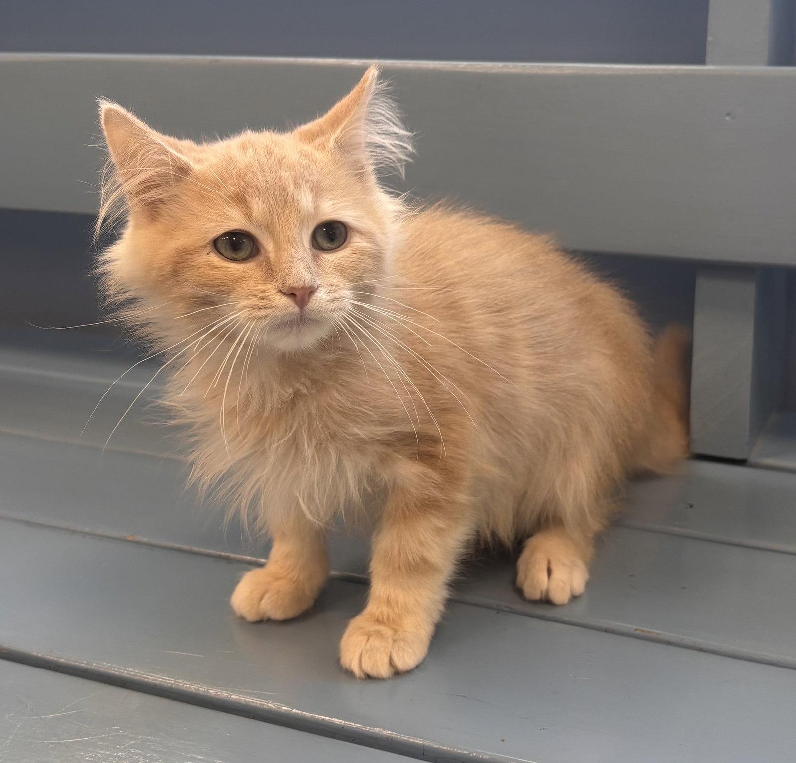 Enlarge Remus, a Adopted mixed breed in Georgetown, KY image 3/3