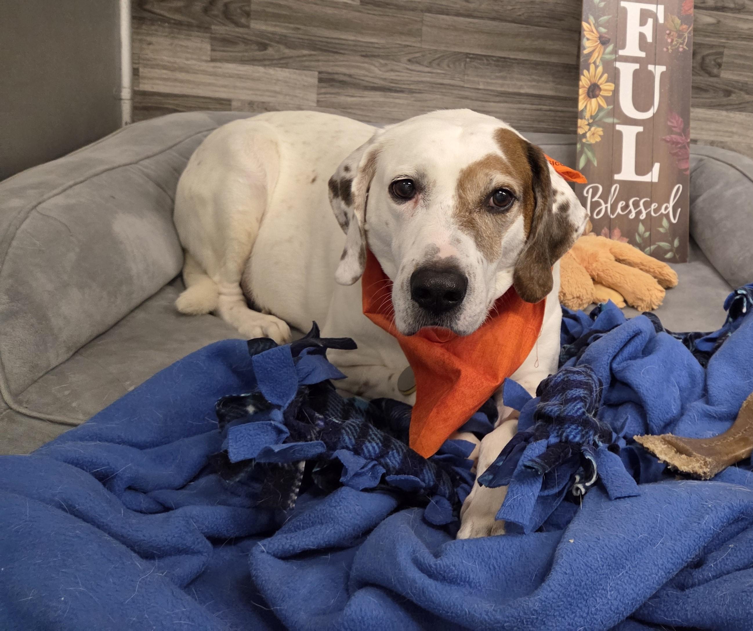 Enlarge Danny Boy, a Adoptable mixed breed in Lexington, MI image 2/6