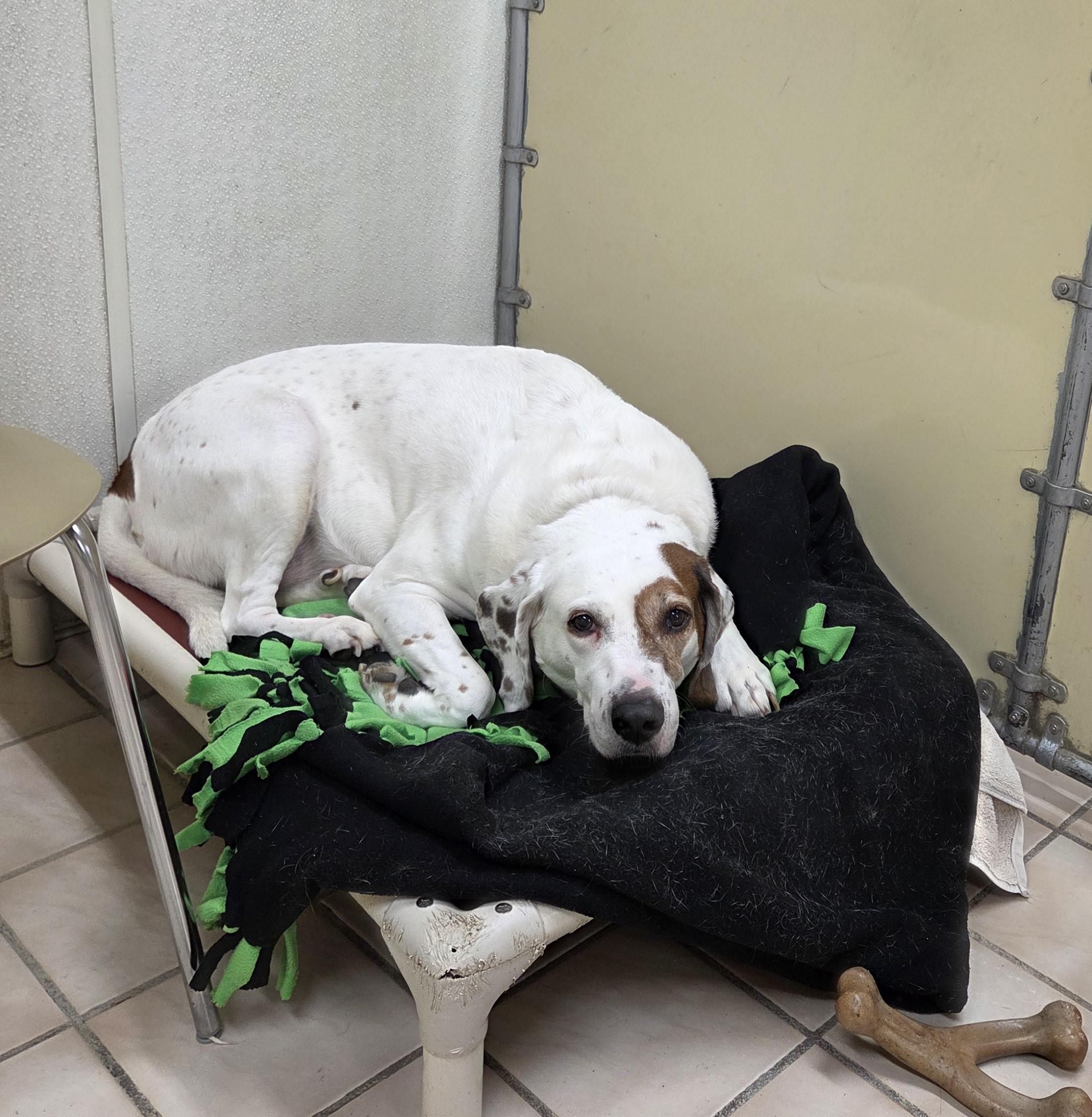 Danny Boy, adopted, Senior Male Hound & Retriever.
