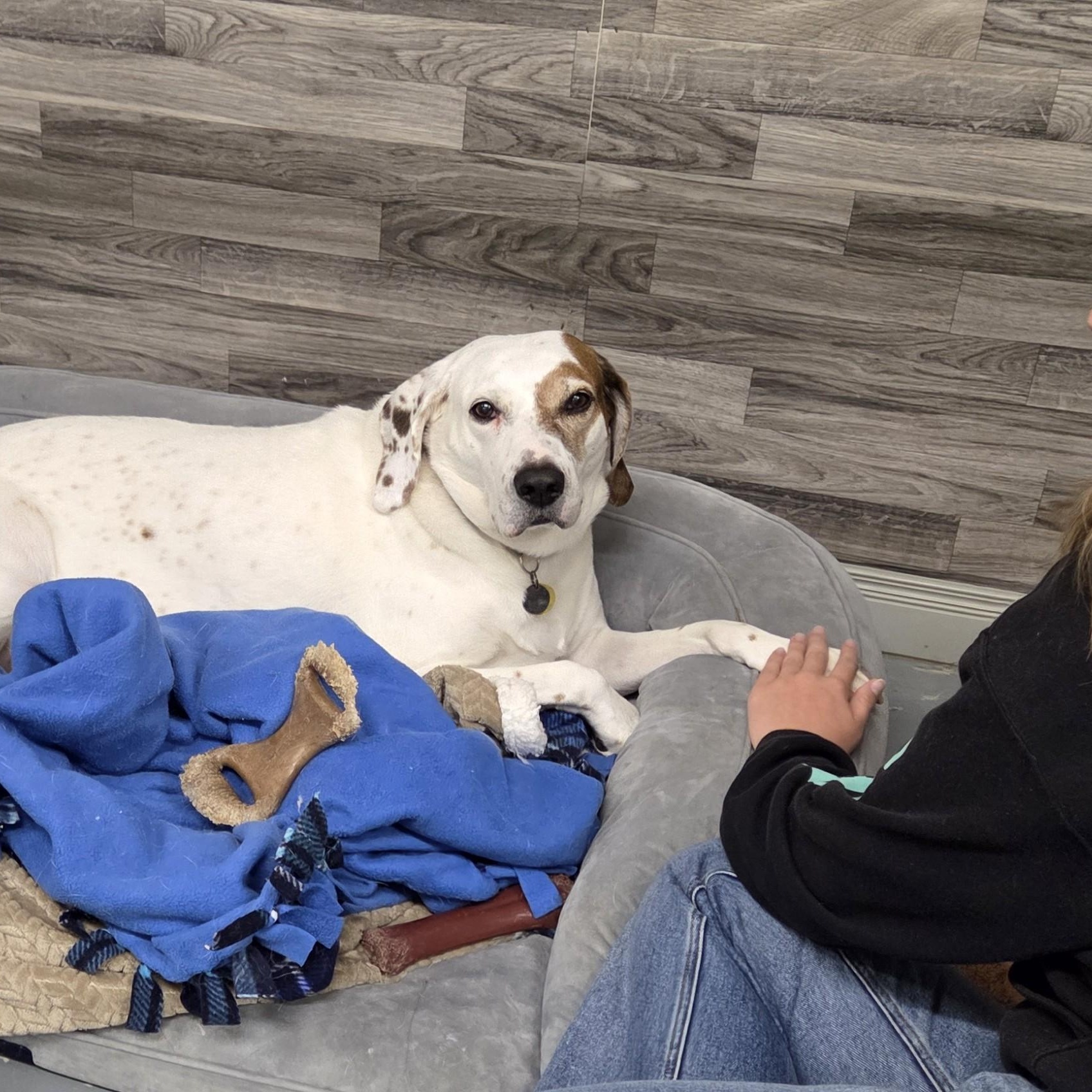 Danny Boy, Adoptable, Senior Male Hound & Retriever.