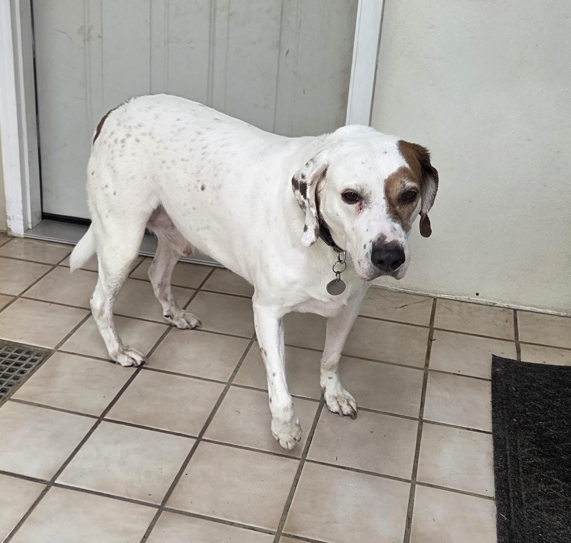 Enlarge Danny Boy, an adopted mixed breed in Carsonville, MI image 2/4