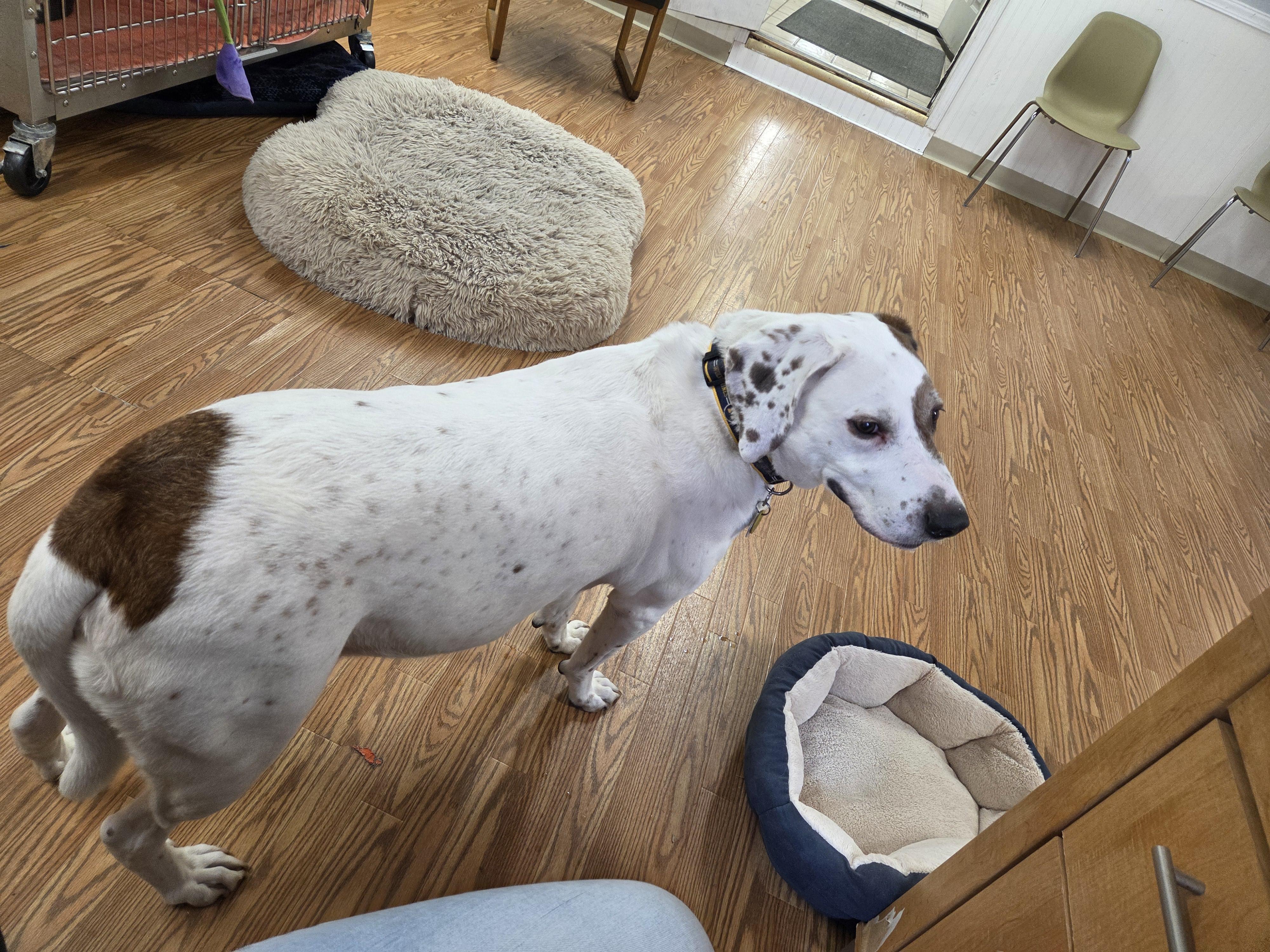 Enlarge Danny Boy, an adopted mixed breed in Carsonville, MI image 4/4