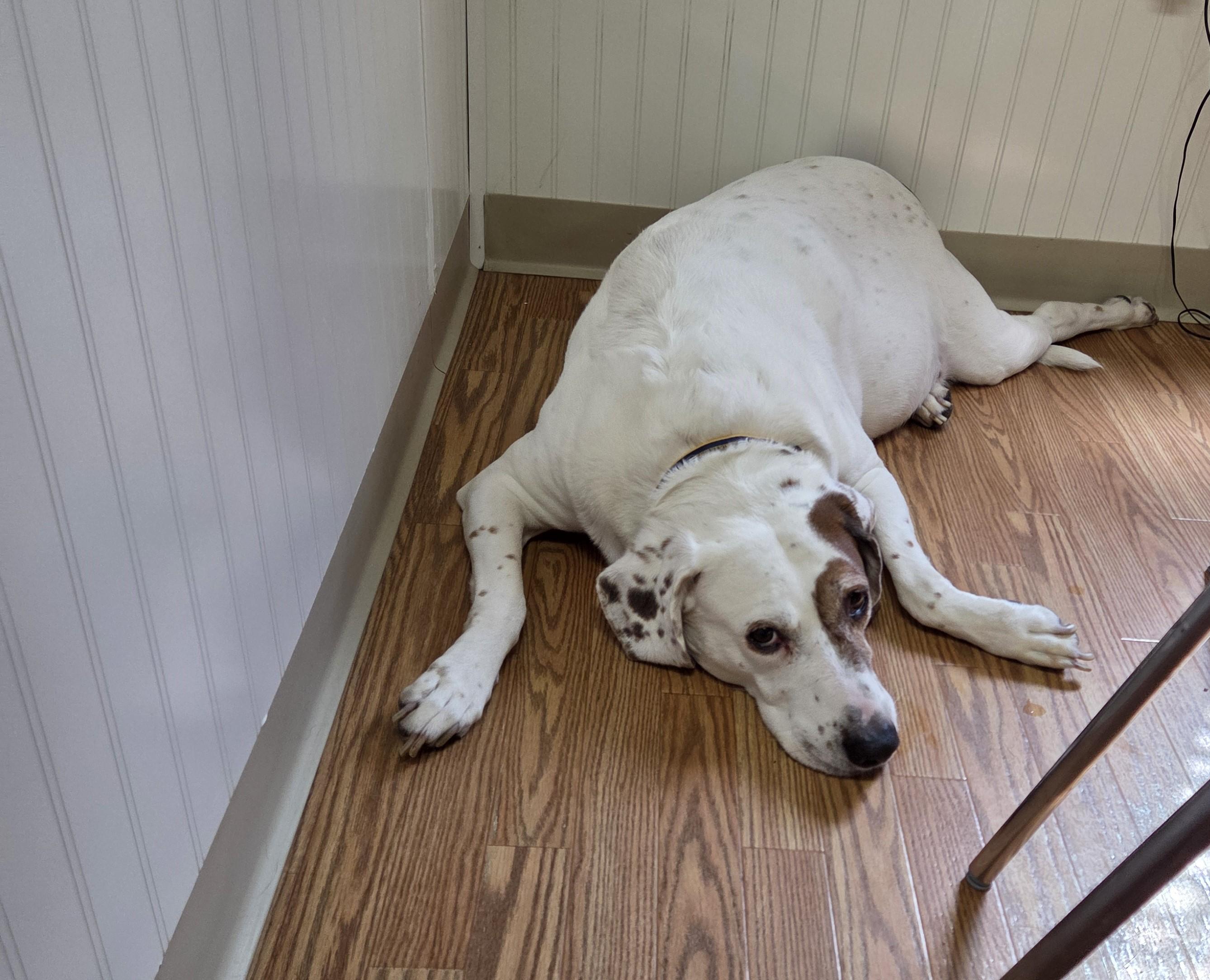 Enlarge Danny Boy, an adopted mixed breed in Carsonville, MI image 3/4