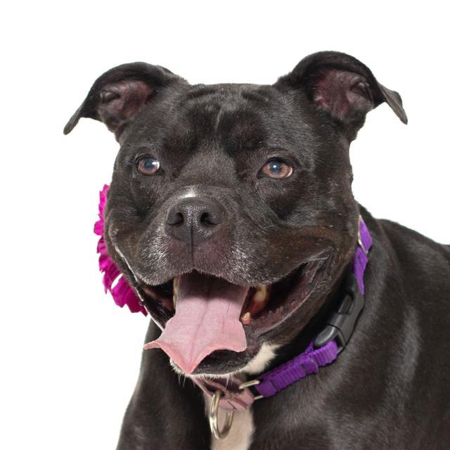 Enlarge BELLA, a Adoptable Pit Bull Terrier in Santa Maria, CA image 1/1