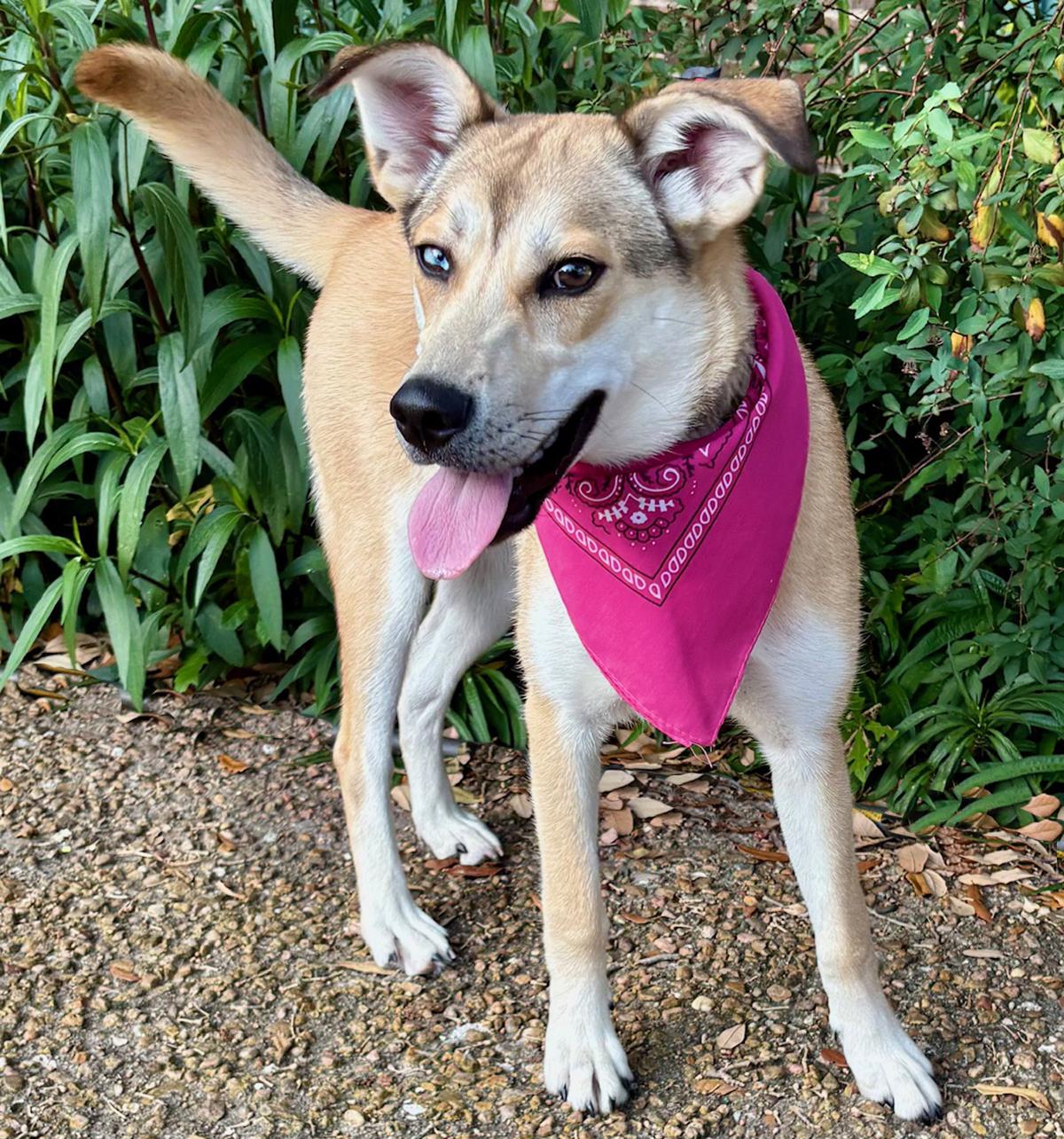 TARA - PRECIOUS GIRL! — thumbnail 5