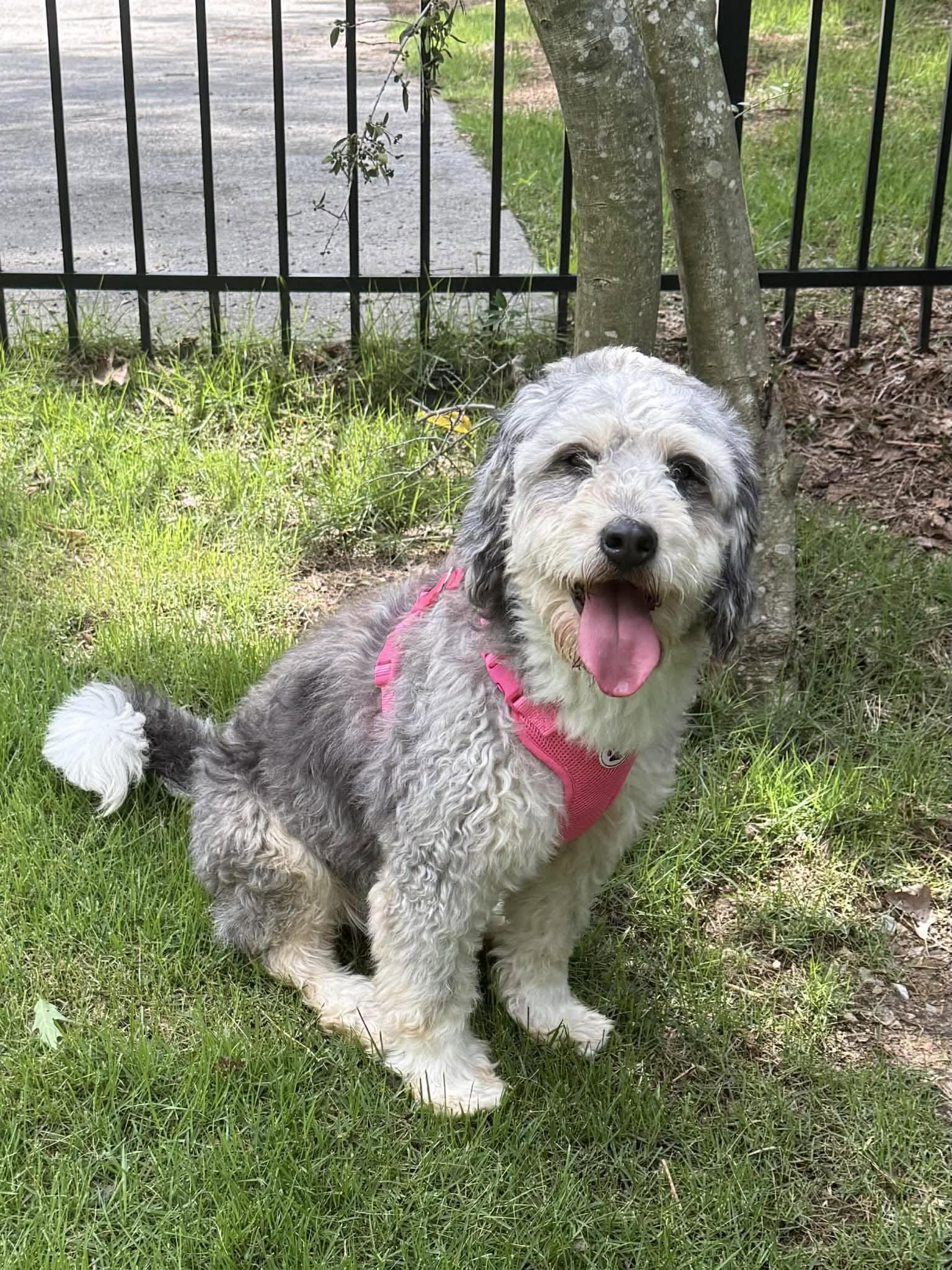 Callaway, ADOPTABLE, Adult Female Bernadoodle.