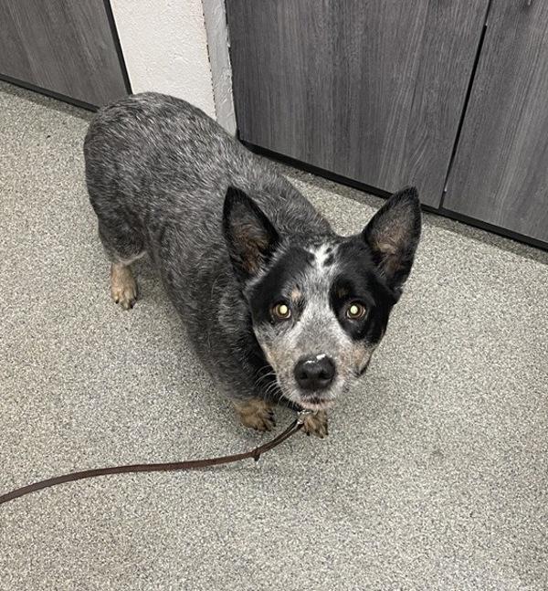 Moped, Adoptable, Senior Female Australian Cattle Dog / Blue Heeler.