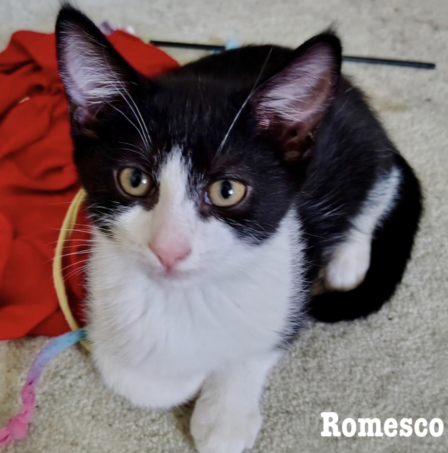 Enlarge Romesco, a Adoptable Domestic Short Hair in Rochester, NY image 1/2