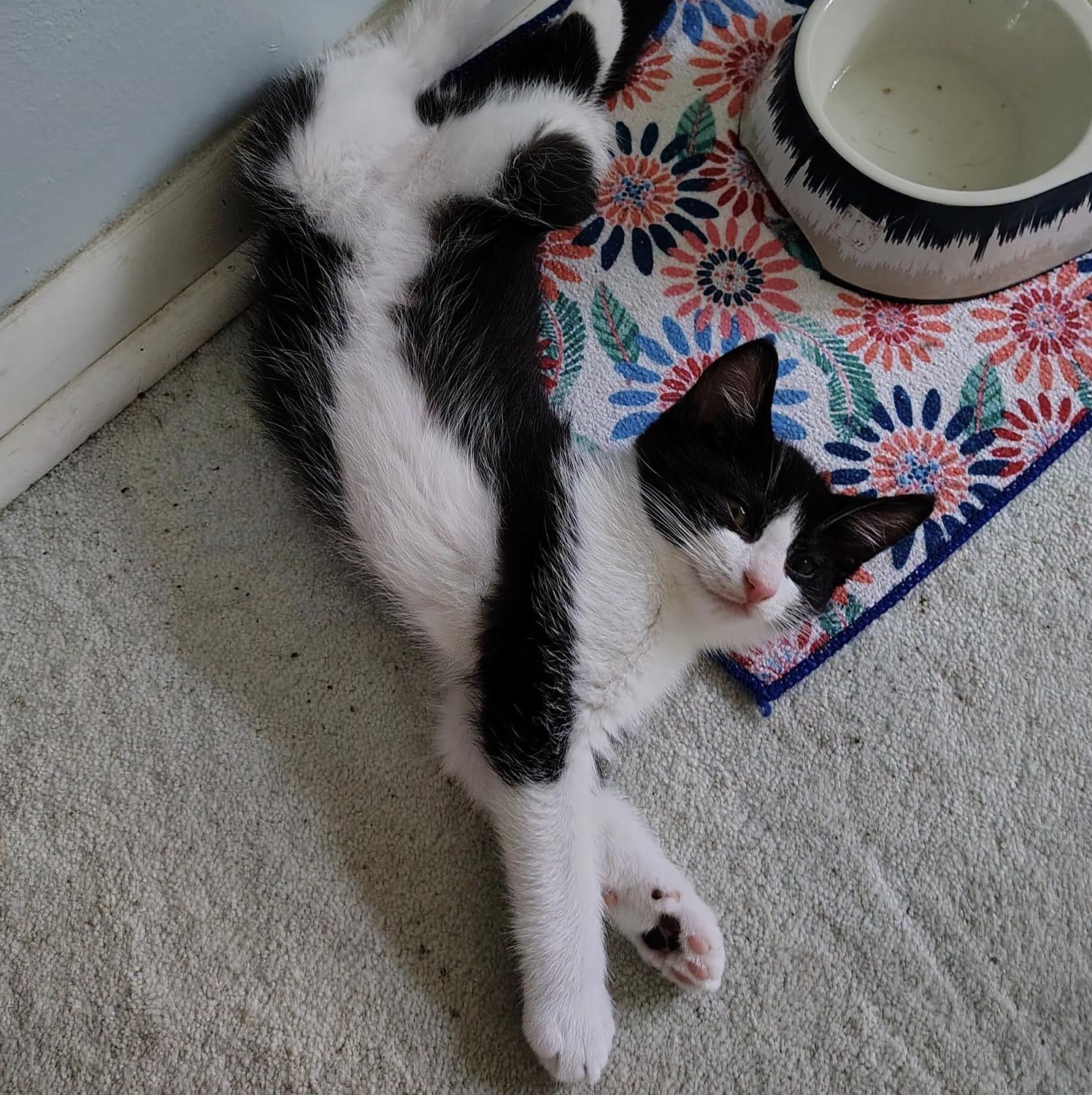 Enlarge Romesco, a Adoptable Domestic Short Hair in Rochester, NY image 2/2