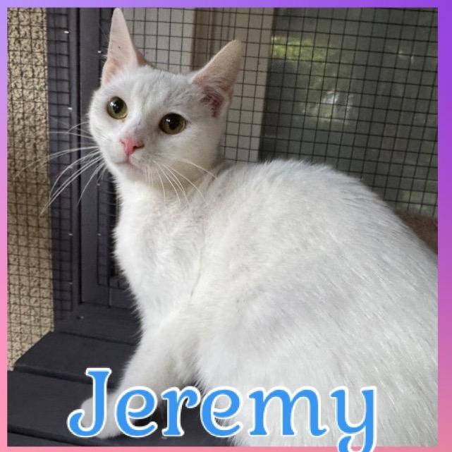 Jeremy, Adoptable, Young Male Domestic Short Hair.