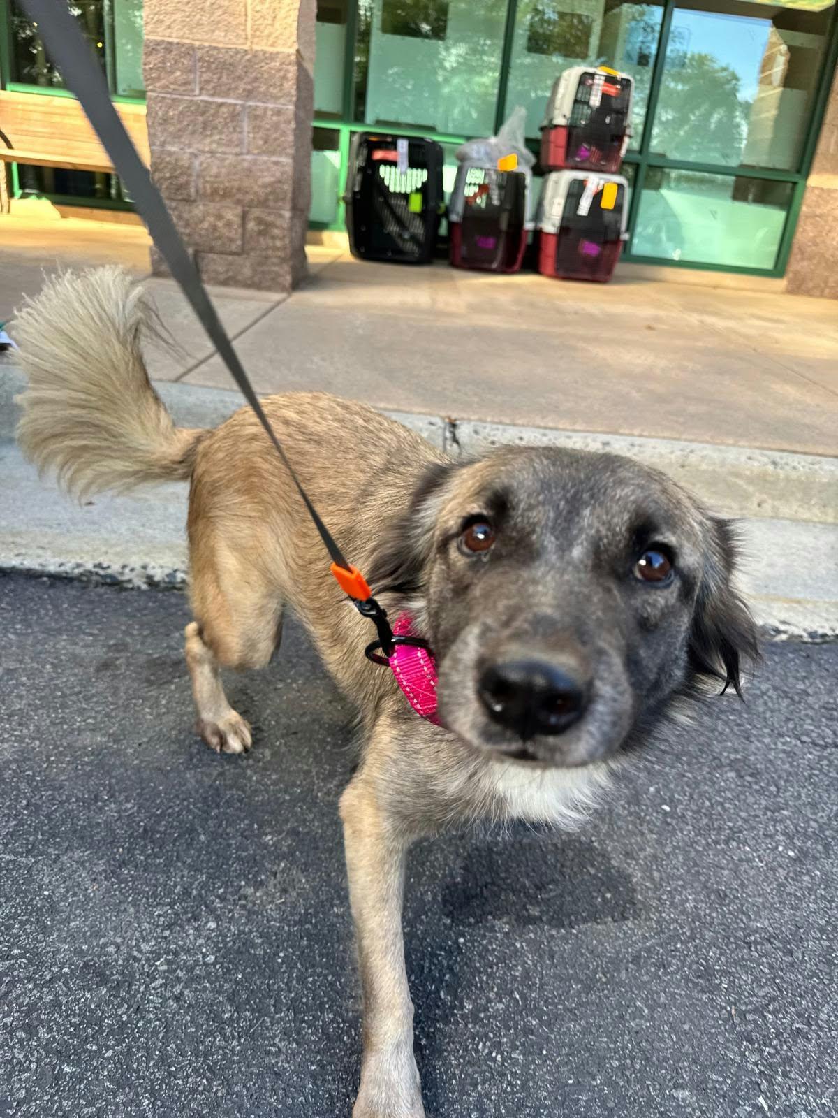 Enlarge Sasha, a Adoptable mixed breed in Thurmont, MD image 1/5