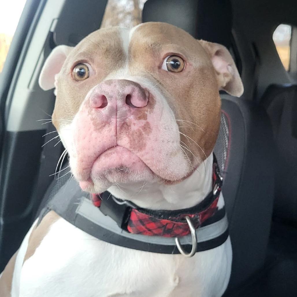 Sugar Ray, a Adoptable Pit Bull Terrier in Shawnee, KS image 1/6