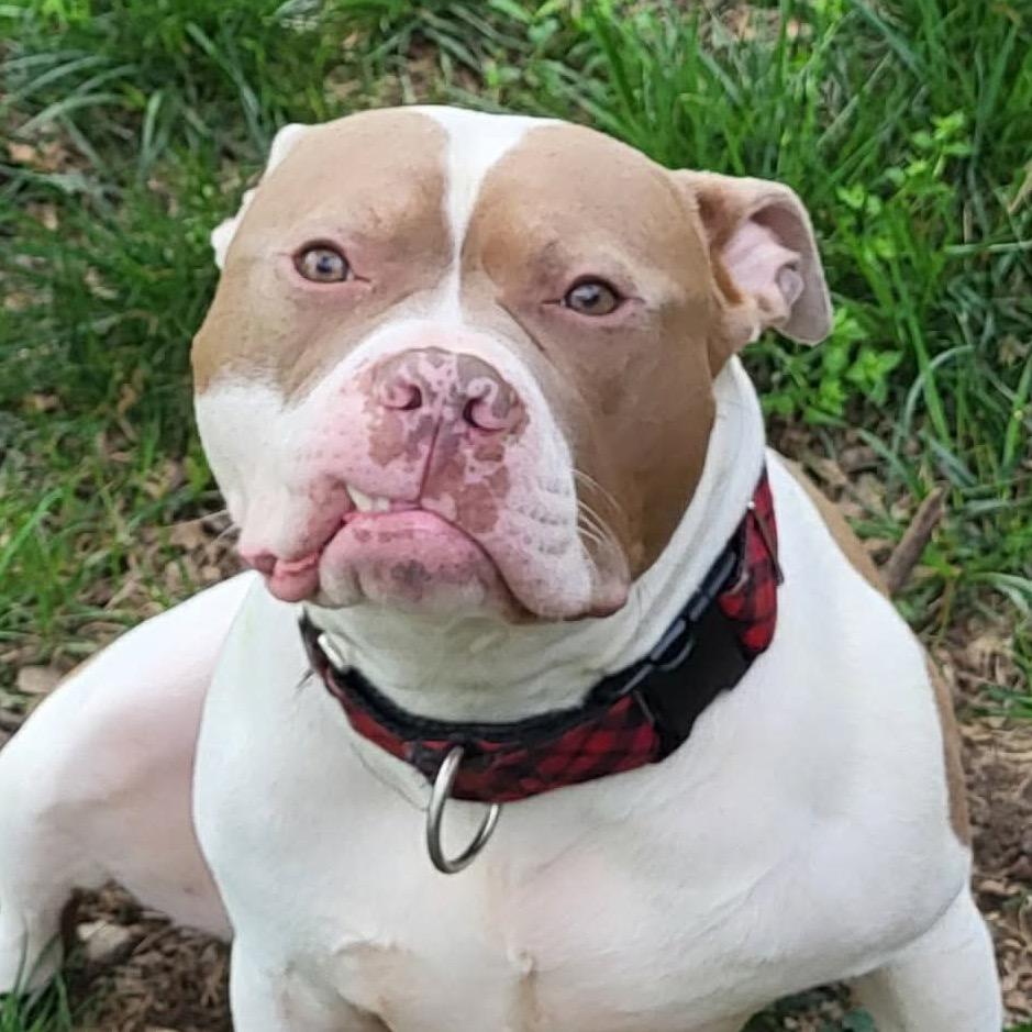 Sugar Ray, Adoptable, Adult Female Pit Bull Terrier.