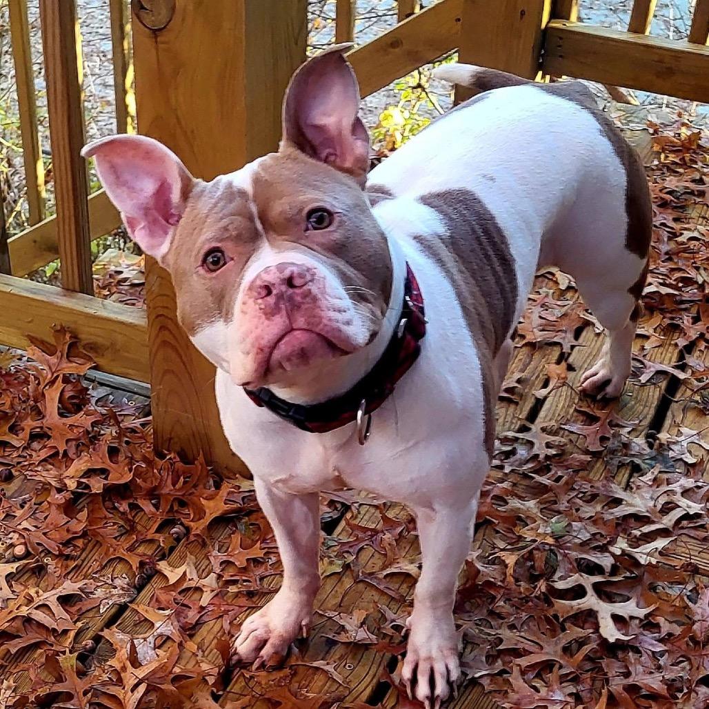 Sugar Ray, a Adoptable Pit Bull Terrier in Shawnee, KS image 2/6