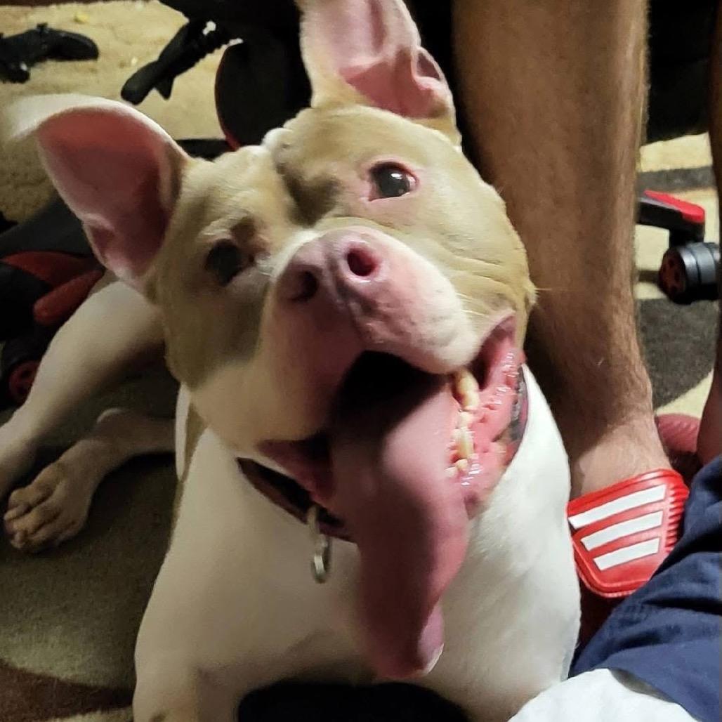 Sugar Ray, a Adoptable Pit Bull Terrier in Shawnee, KS image 3/6