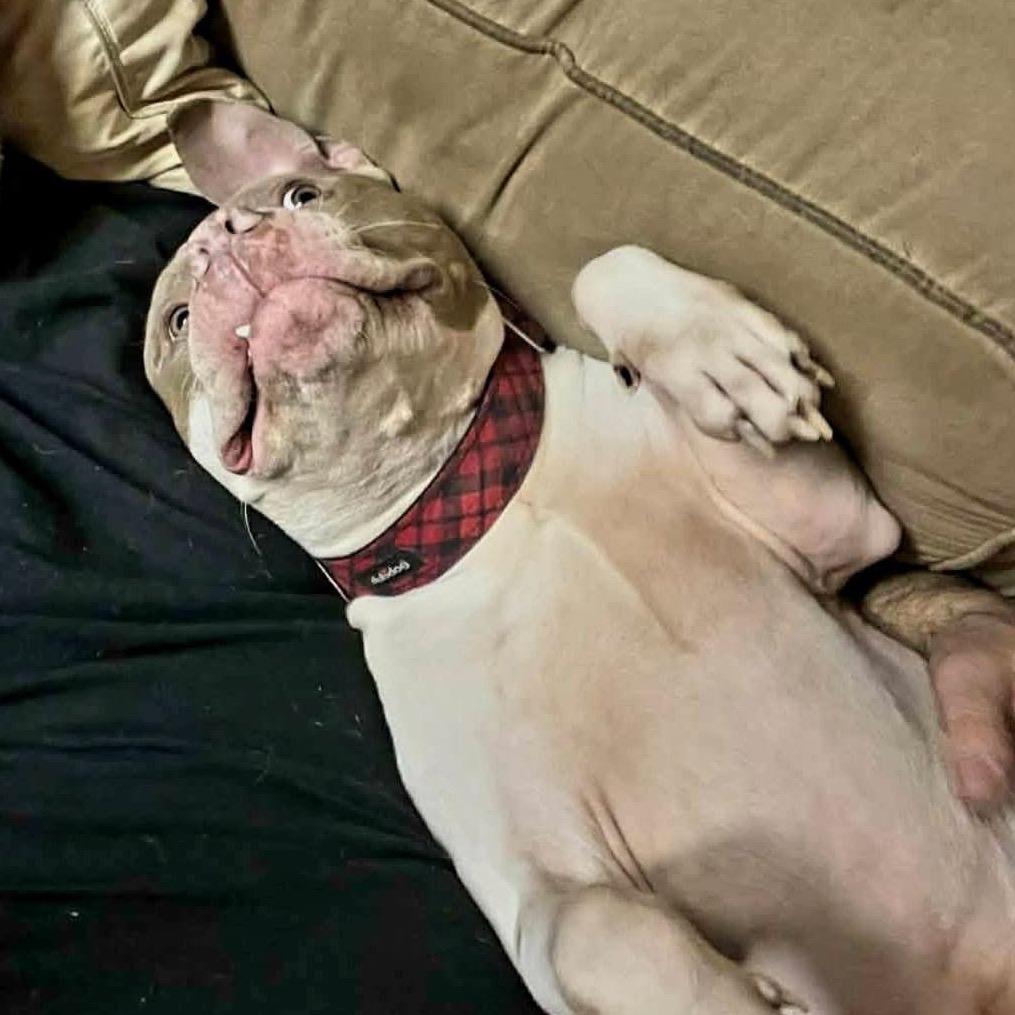 Sugar Ray, a Adoptable Pit Bull Terrier in Shawnee, KS image 4/6