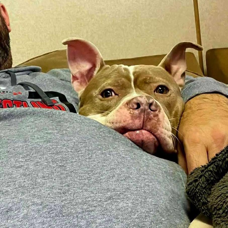 Sugar Ray, a Adoptable Pit Bull Terrier in Shawnee, KS image 5/6