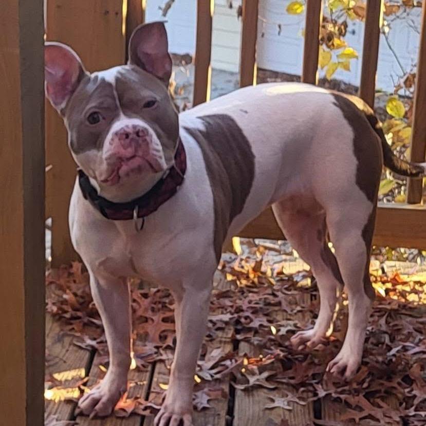 Sugar Ray, a Adoptable Pit Bull Terrier in Shawnee, KS image 6/6