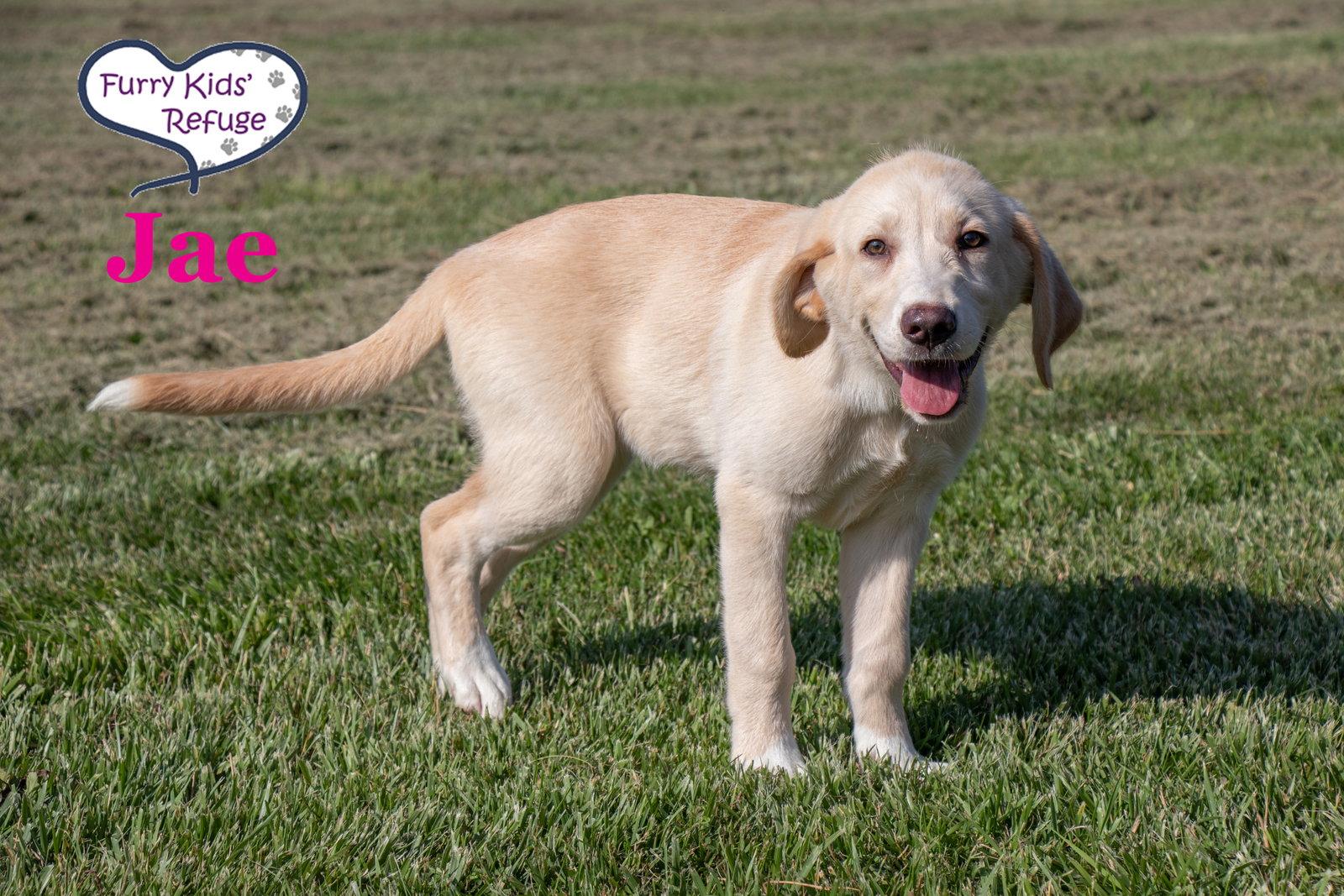 Jae, Adoptable, Puppy Female Labrador Retriever & Great Pyrenees.