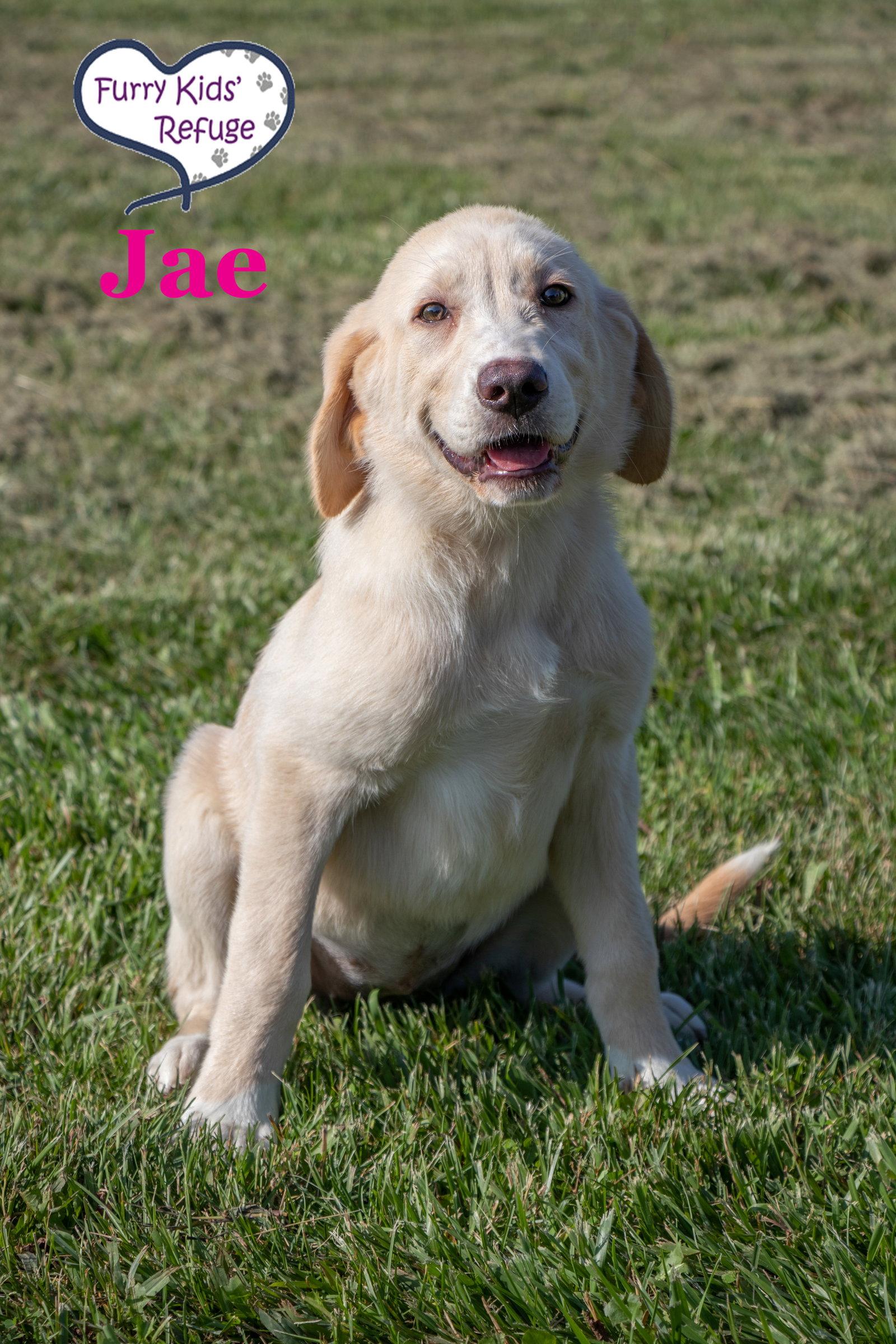 Jae, a Adoptable mixed breed in Lee's Summit, MO image 2/3
