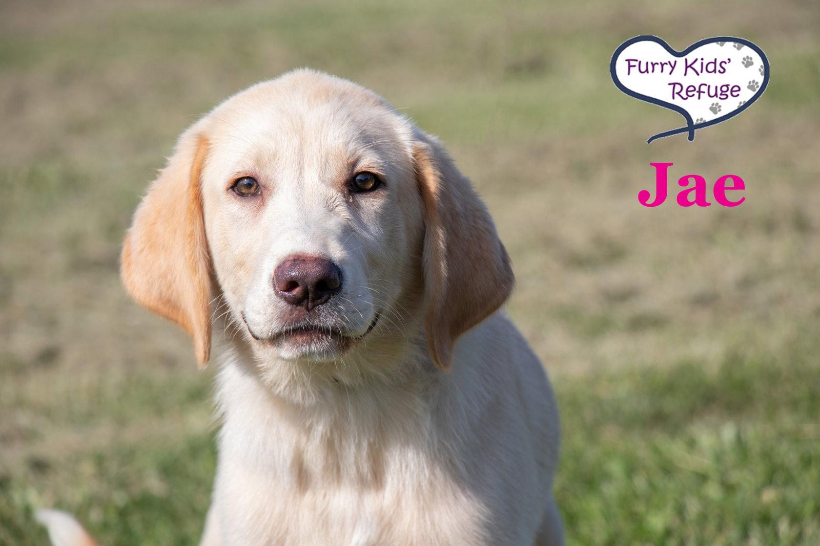 Jae, a Adoptable mixed breed in Lee's Summit, MO image 3/3