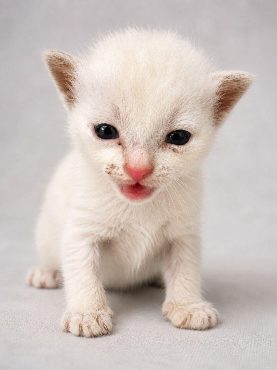 Pholo , ADOPTABLE, Kitten Male Domestic Short Hair.
