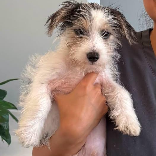 Benji, ADOPTABLE, Puppy Male Yorkie Poo & Chihuahua.