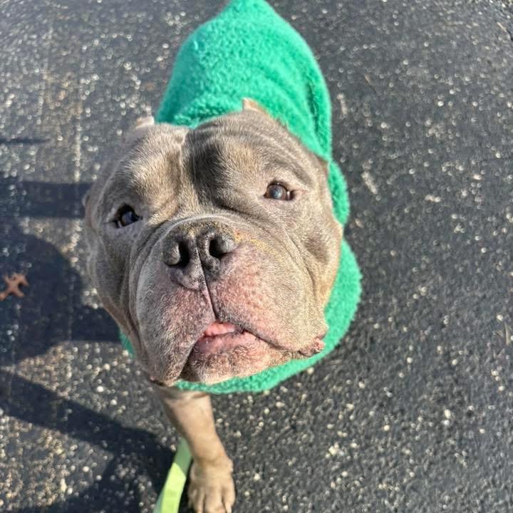 Mr. Lasagna, Adoptable, Adult Male English Bulldog.