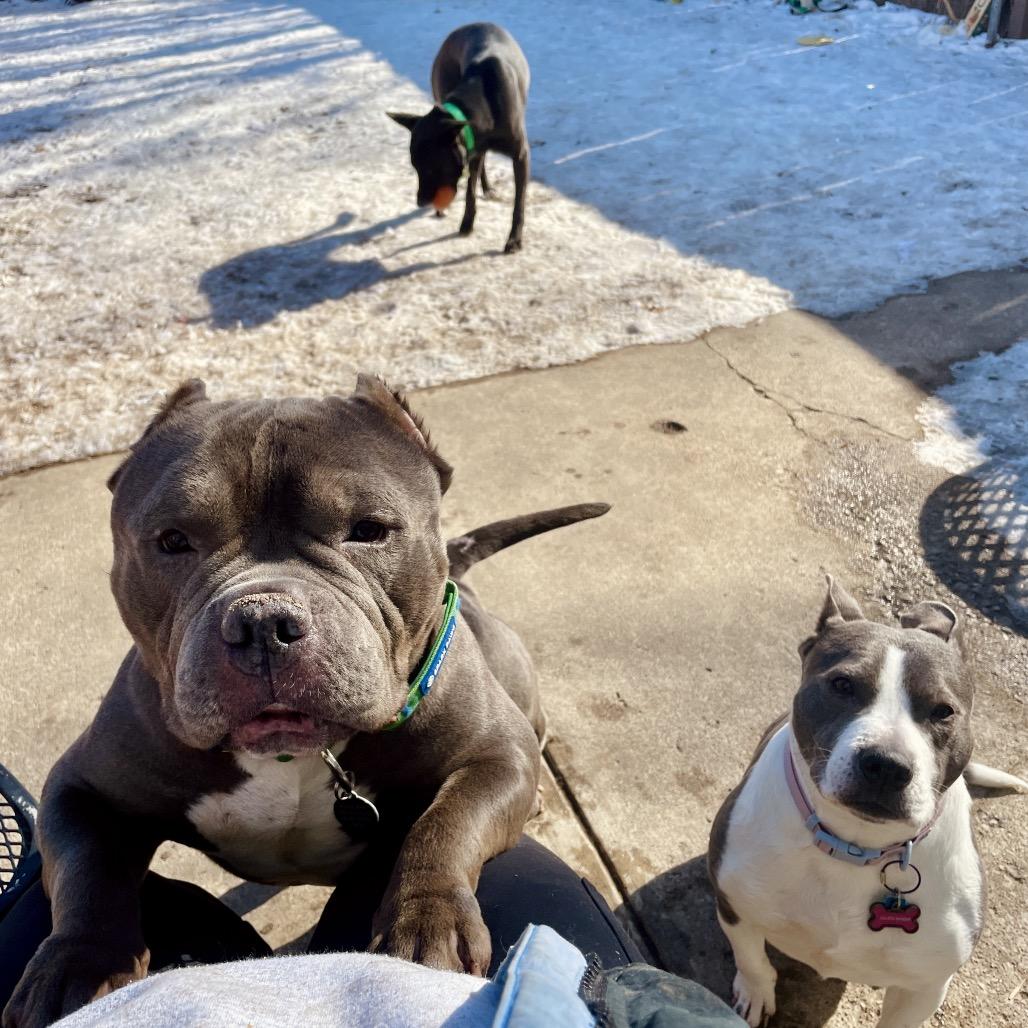 Mr. Lasagna, Adoptable, Adult Male English Bulldog.