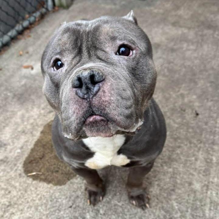 Mr. Lasagna, Adoptable, Adult Male English Bulldog.