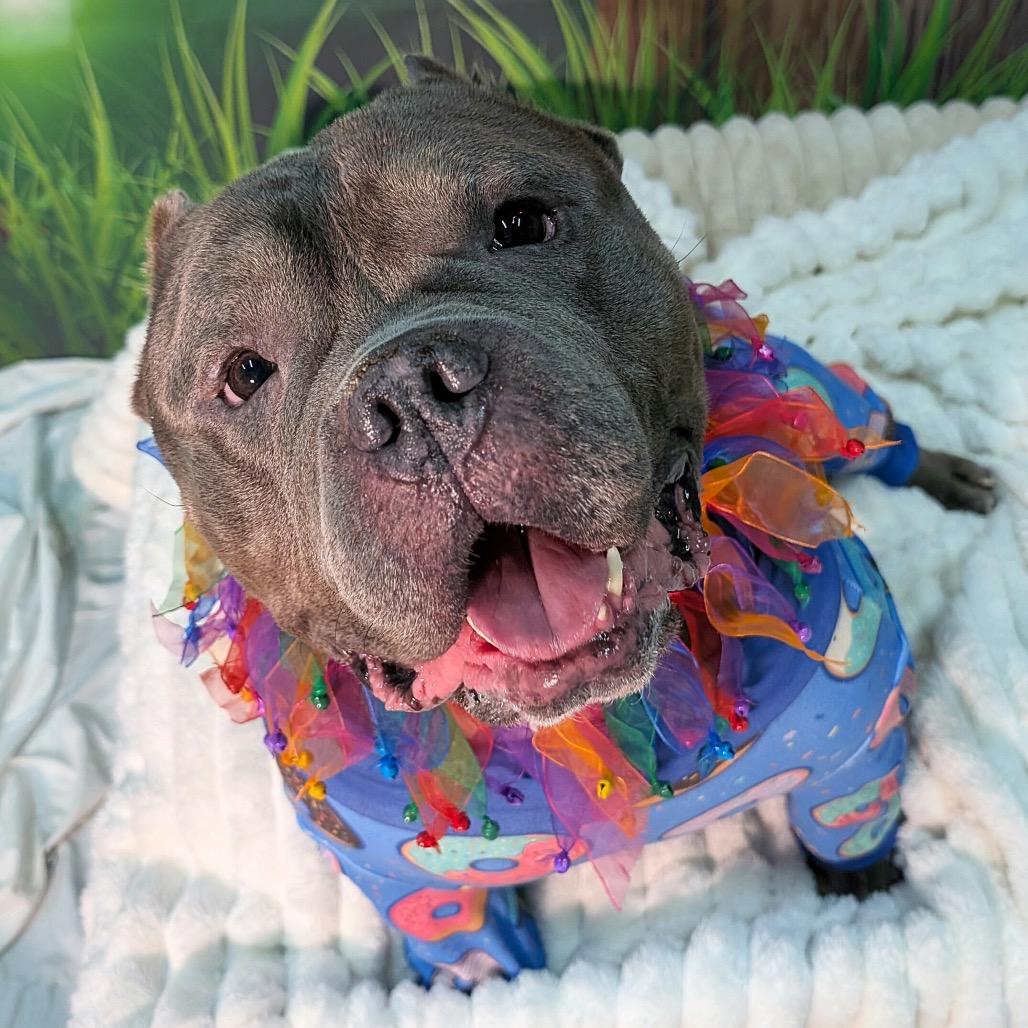 Enlarge Mr. Lasagna, a Adoptable English Bulldog in Chicago, IL image 2/6