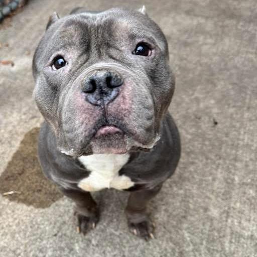 Enlarge Mr. Lasagna, a Adoptable English Bulldog in Chicago, IL image 2/6