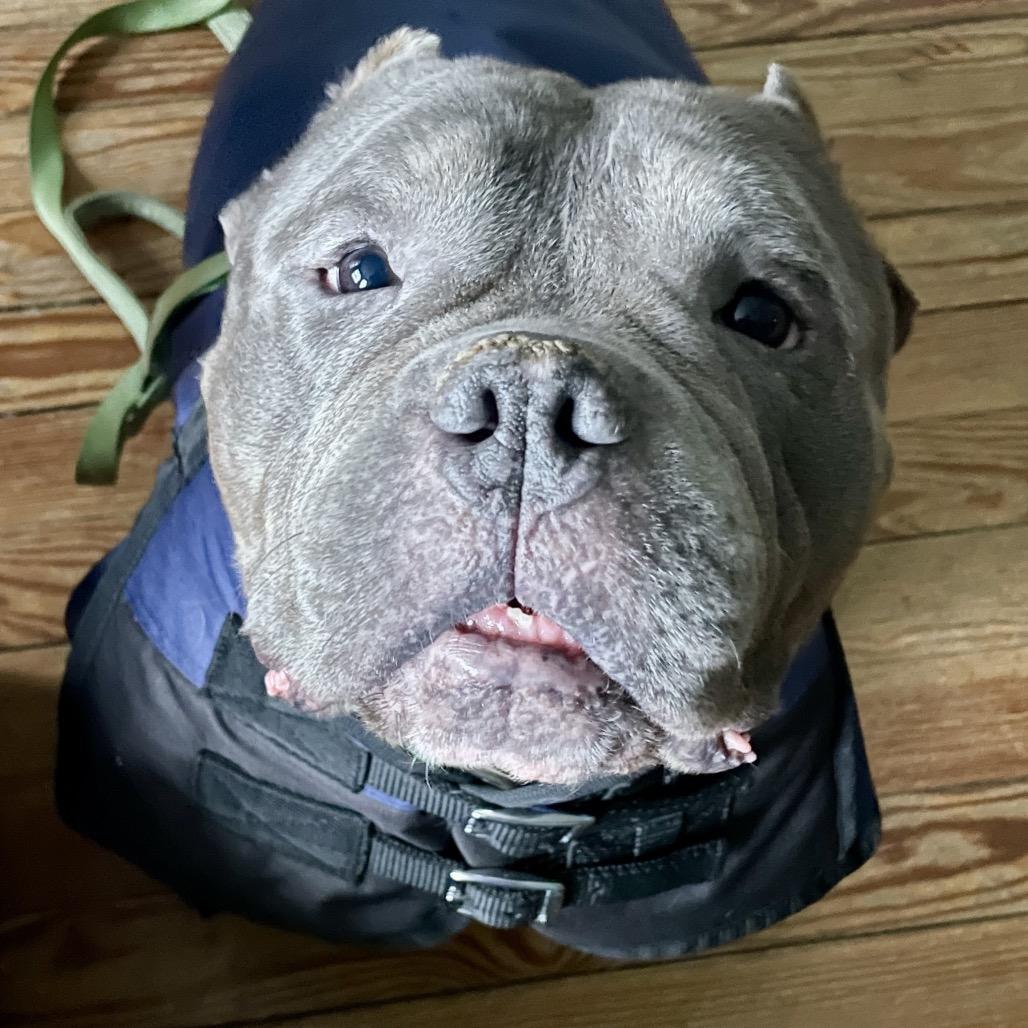 Mr. Lasagna thumbnail 2