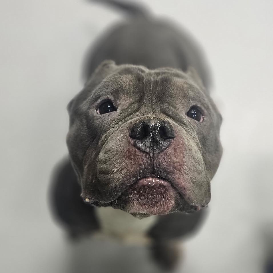 Enlarge Mr. Lasagna, a Adoptable English Bulldog in Chicago, IL image 3/6