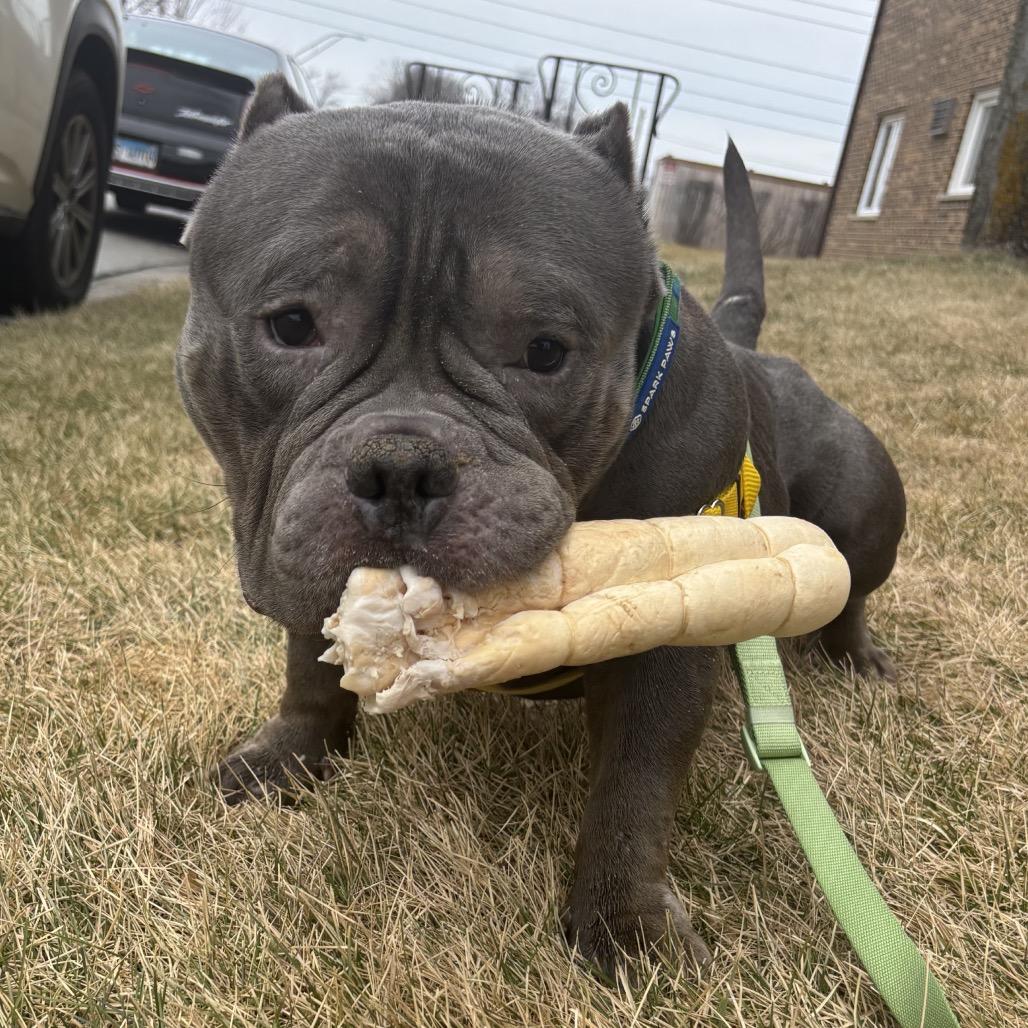 Mr. Lasagna thumbnail 4