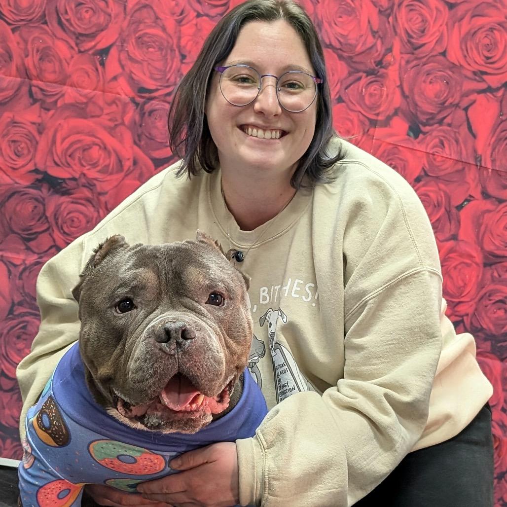 Enlarge Mr. Lasagna, a Adoptable English Bulldog in Chicago, IL image 3/6