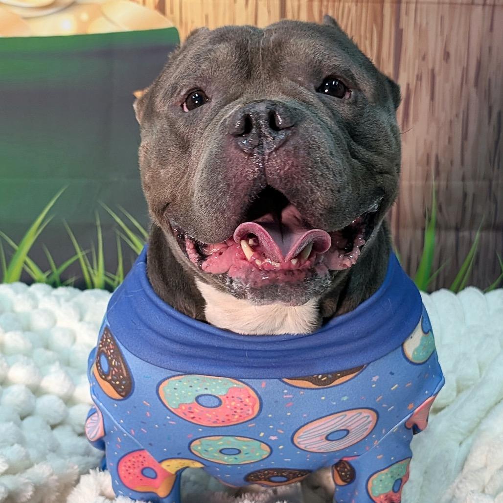 Enlarge Mr. Lasagna, a Adoptable English Bulldog in Chicago, IL image 4/6