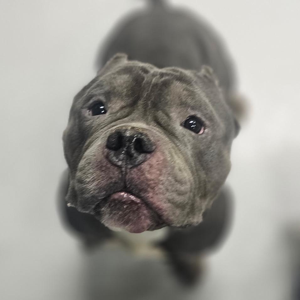 Enlarge Mr. Lasagna, a Adoptable English Bulldog in Chicago, IL image 5/6
