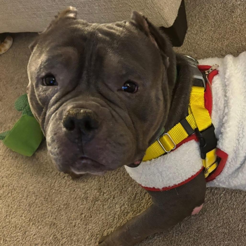 Mr. Lasagna thumbnail 5