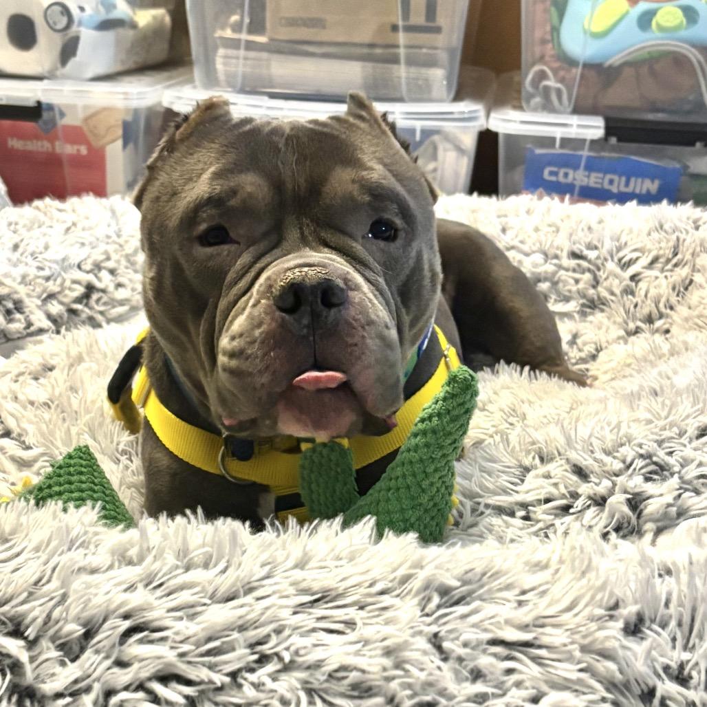 Enlarge Mr. Lasagna, a Adoptable English Bulldog in Chicago, IL image 6/6