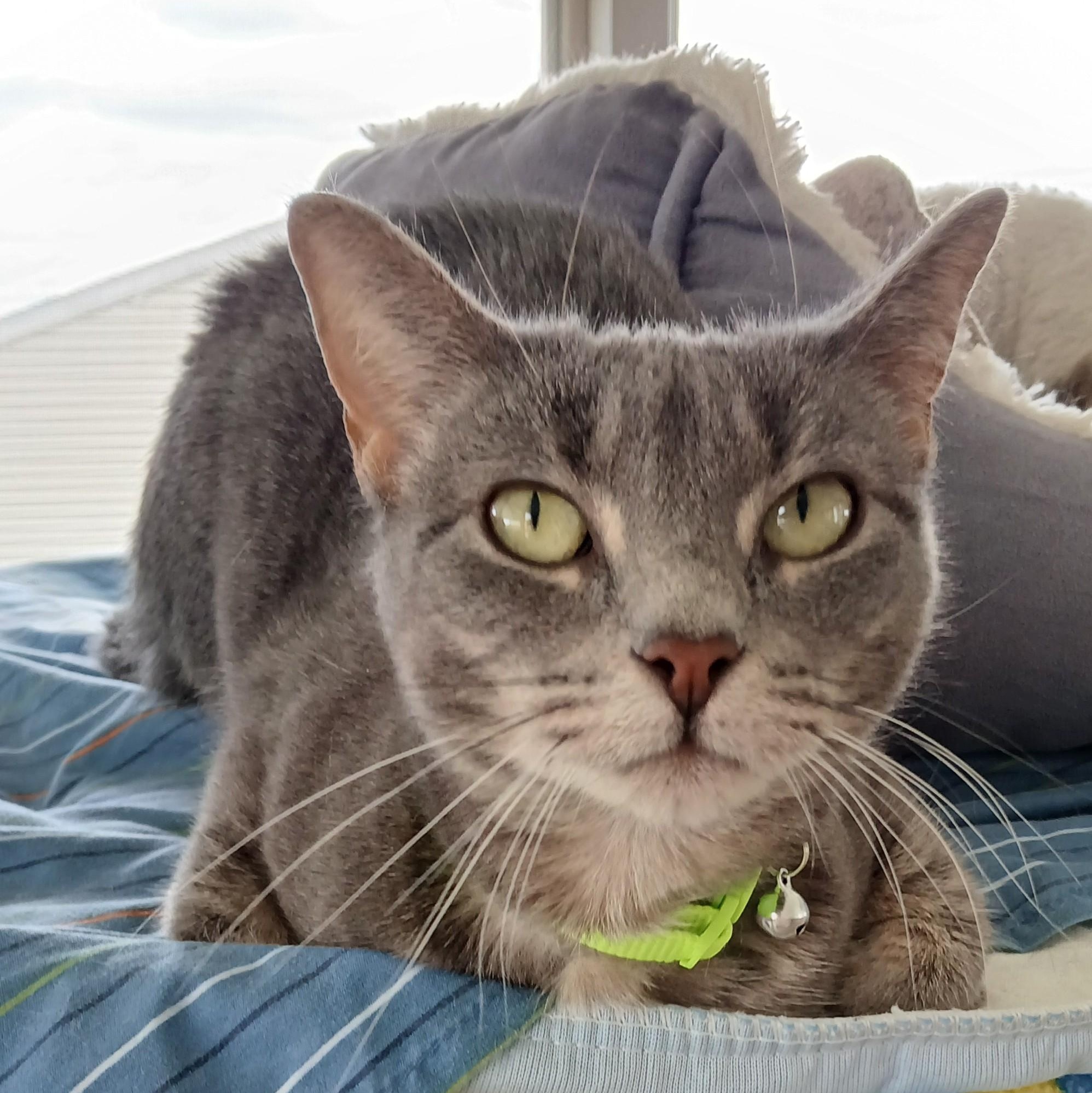 Enlarge Sage, a ADOPTABLE mixed breed in Germansville, PA image 3/6