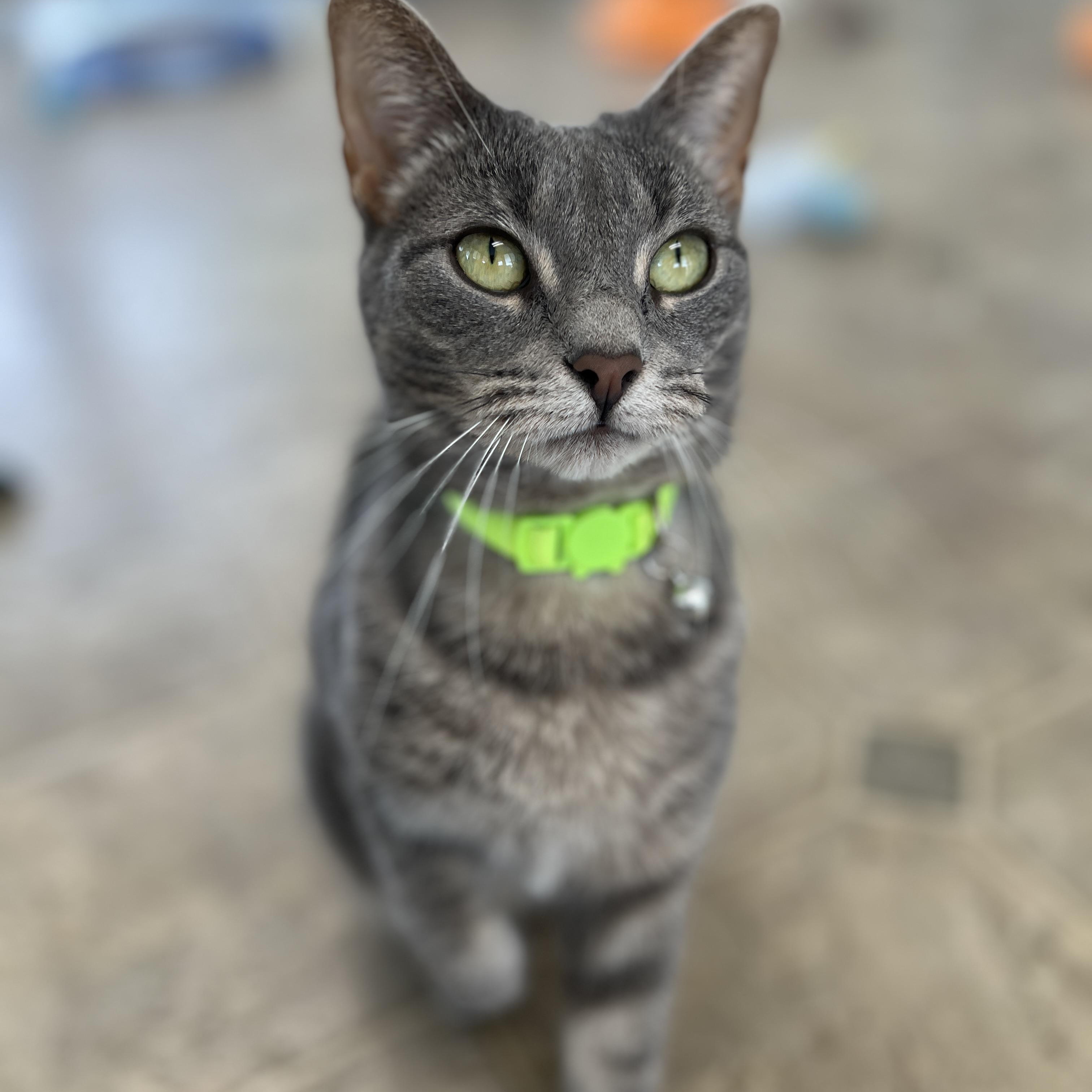 Enlarge Sage, a ADOPTABLE mixed breed in Germansville, PA image 5/6