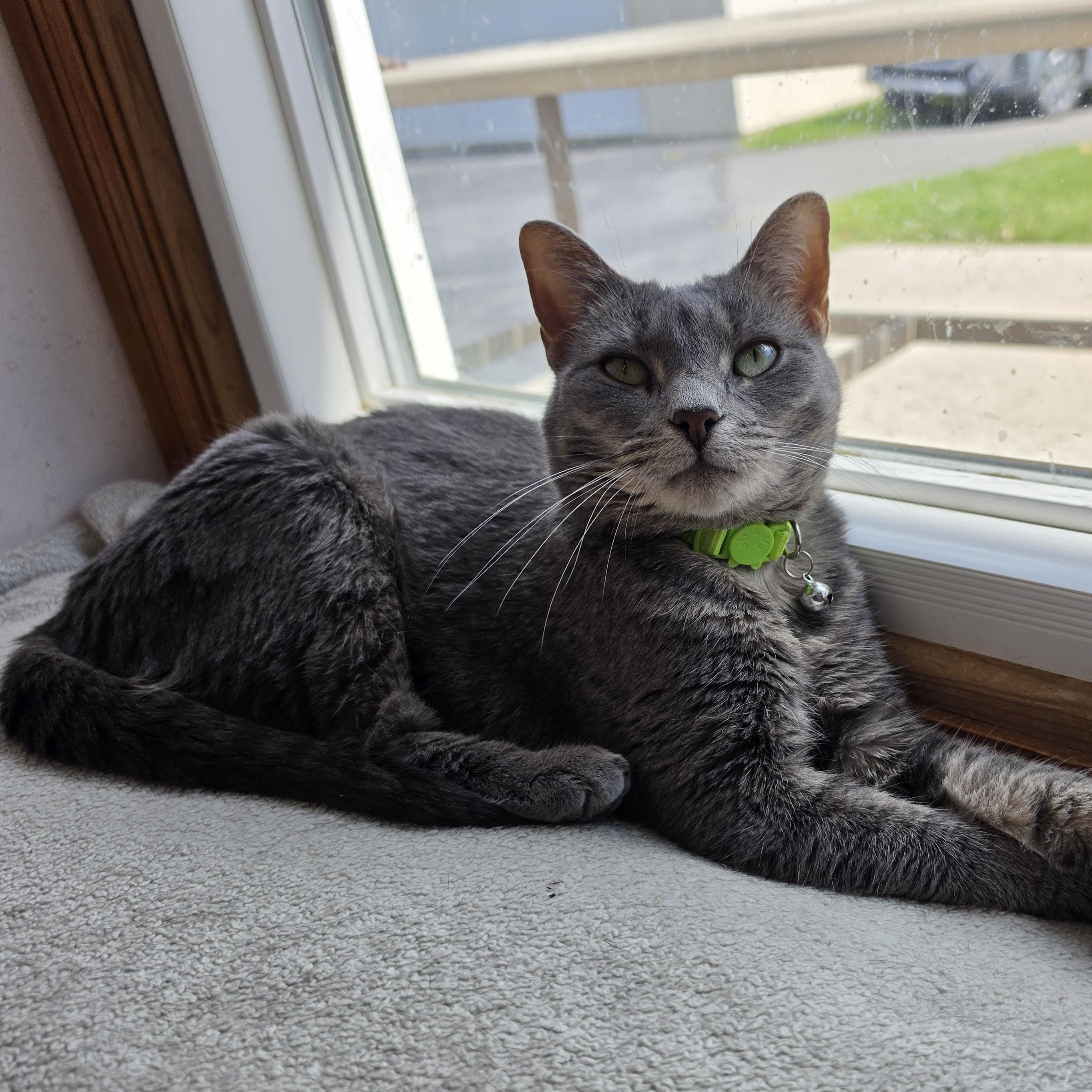 Enlarge Sage, a ADOPTABLE mixed breed in Germansville, PA image 6/6